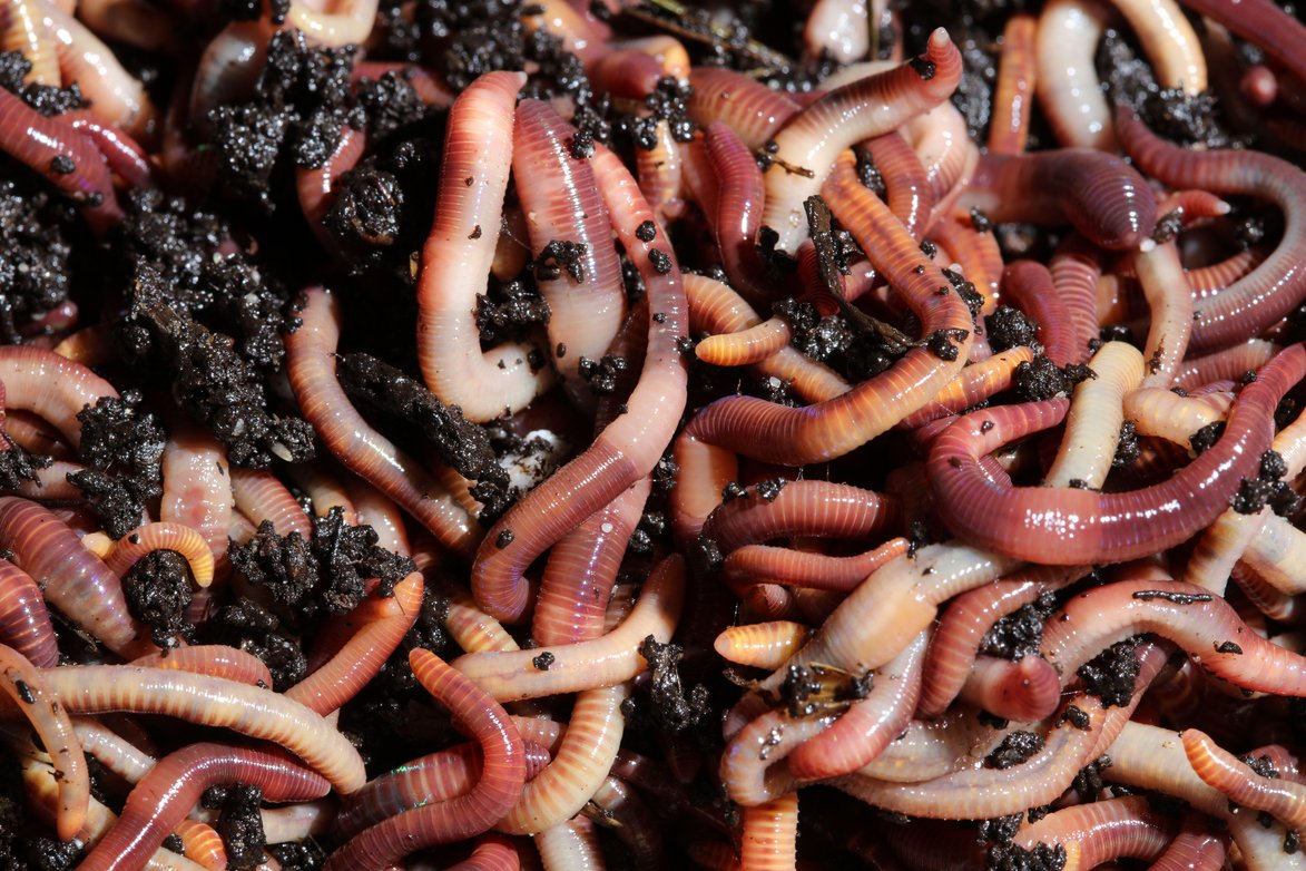 1 pound (+/- 1000 worms) – Smart as Poop