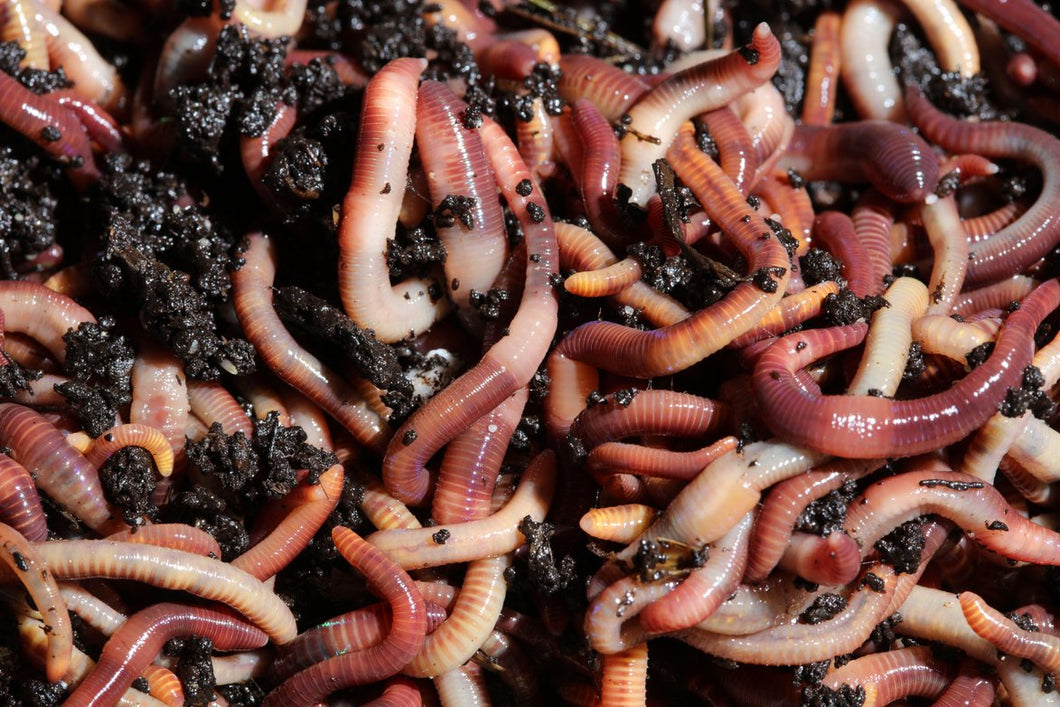 1/2 pound (+/- 500 worms) – Smart as Poop